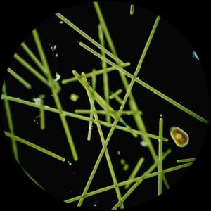 475861 by Anish Dasari | USA | 2025