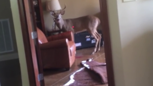 A WEAK & PANICKED ANIMAL by Jake Starr | Australia | 2024